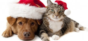 Home » Blog » Uncategorized » Holiday gifts & pets