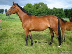 Małopolski - mare Amfetamina More