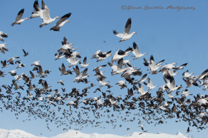 Palmer Alaska Bird Migration ~ Alaska Photographer GC