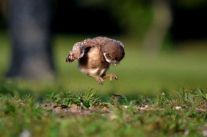 Baby Owl learning to fly - Peter Brannon