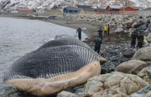 blue whale carcass washed ashore this past spring near Trout River ...