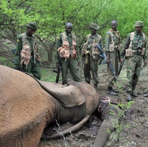 Tusks for Terrorists: Ivory, Elephant Poaching and the War on Terror
