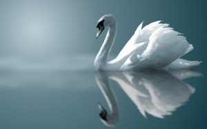 Animals Swan
