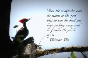 Still Life With Woodpecker Quotes
