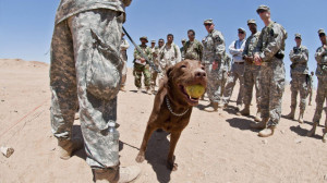 26 Awesome Photos of War Dogs Showing How Badass and Cute They Can Be