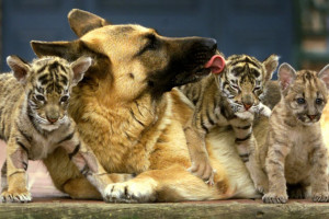 Bengal tiger and cougar cubs sit with a german shepherd at a ...