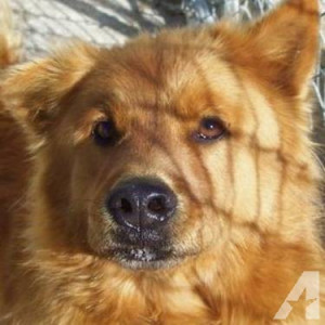 chow_chow_bruiser_large_adult_male_-_dog_31596363.jpg