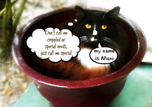 mani-crippled-cat-sanctuary-brigid's crossing-quote