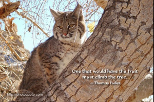 One that would have the fruit must climb the tree. ~ Thomas Fuller