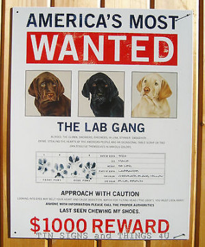... Pictures com dog dog warning metal fence sign funny pitbull beware htm