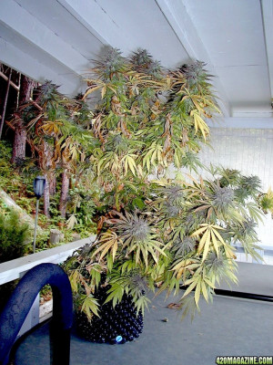 Purple Jem Grow Seed Screen