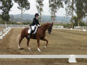 ... com/ca/san-diego/horseback-riding/fei-dressage-hunter-jumper-training