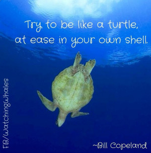 Turtle quote via www.Facebook.com/WatchingWhales