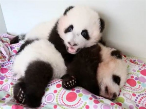 Wake Sleepy Baby Panda Keeps Getting Poked Brother News