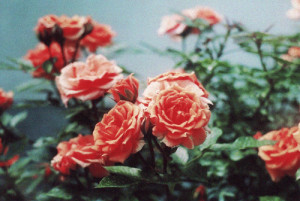 cute, flowers, grunge, hippie, indie, pink, roses, vintage