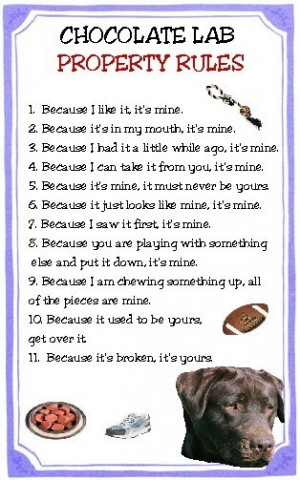 Funny Chocolate Labrador Pictures
