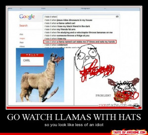 Funny - go watch llamas with hats