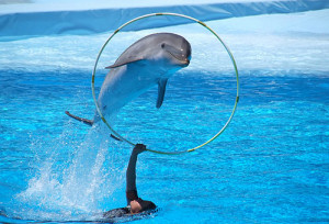 Funny photos funny cute dolphin jumping