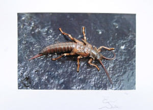 ... framed, matted print price: $75 framed: please contact for quote