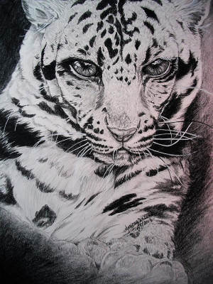 White Leopard Painting Fine