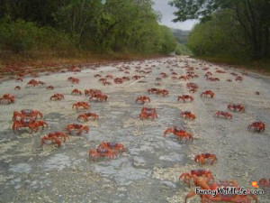 Funny crab cartoon stock vector clipart, Vector Illustration Of Funny ...