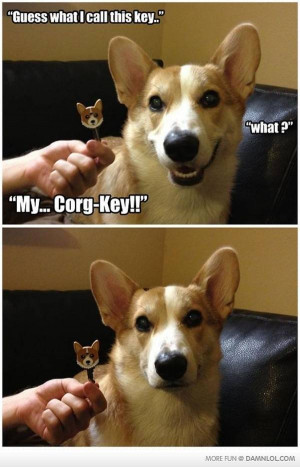 Funny Dog Jokes