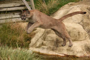 Big Cat Jumped For Hunting