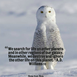 Quotes Picture: we search for life on other planets and in other ...