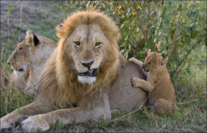 Lion Cubs Meet Their Father for the First Time