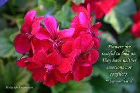 ... to Look at. They have neither Emotions and Conflicts ~ Honesty Quote