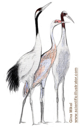 Illustration Bird Sketches