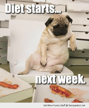 fat pug dog chair eating pizza diet starts next week animal funny pics ...