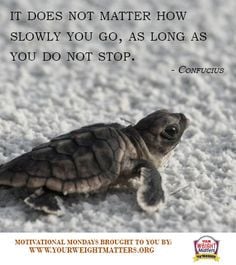 motivationalmondays #confucius #quotes #turtle More