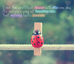 cute, flower, forever, ladybird, quotes, text