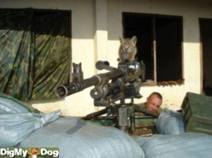 sniper cat sees his traget tags sniper cat target rating
