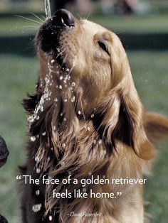 retriever feels like home more golden retriever quotes dogs quotes ...