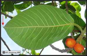 See Leaf Terminology Part II