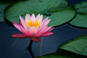 pink lotus flower and lily pads with saturated color