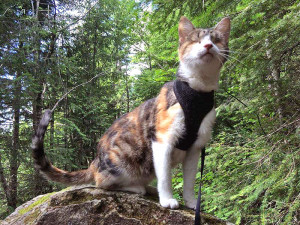 WATCH: Honey Bee the Blind Cat Is an Expert Hiker| Cats