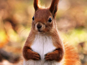 ... squirrel with holes in pockets feels nuts squirrel quotes pic twitter
