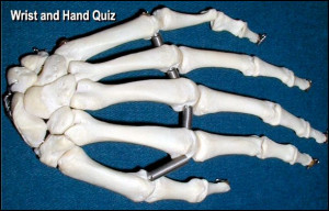 Hand Bones Answers