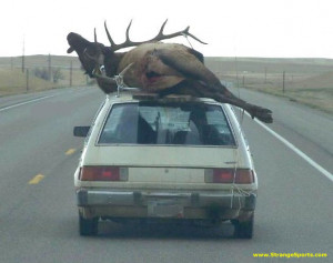 Funny Elk Hunting Jokes Deer hunting f... funny elk