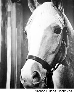 Mister Ed' paved the way for animals in the entertainment industry ...