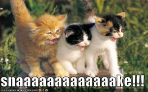 Funny Kittens Photos