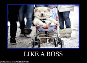 ... , funny posters, posters, like a boss, dog, stroller, baby carriage