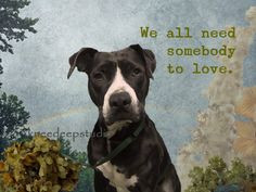 Love Quote Photographic Pit Bull dog portait 8x10 original fine art ...