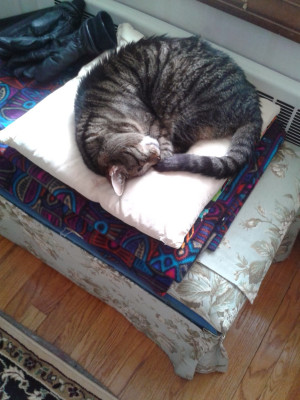 My cat doesn't understand me.