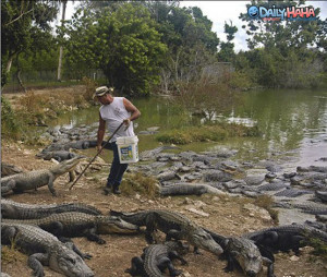 ... .gotsmile.net/images/2010/10/07/crocodile_food.jpg_1286406185.jpg