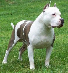 Razors Edge Pitbulls How...