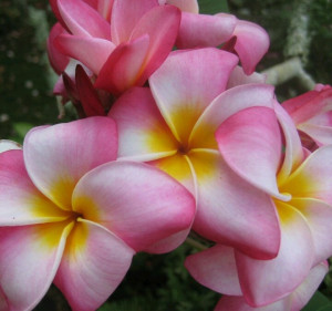 Prettiest flower ever: Prettiest Flower, Pink Plumeria, Pretty Flower